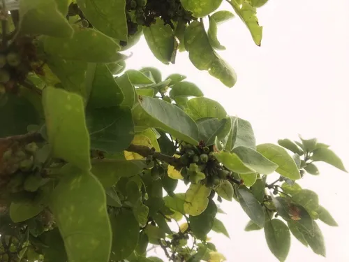 Broadleaf Aiea