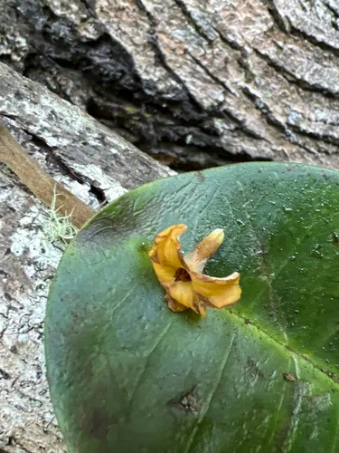 Oahu Aiea