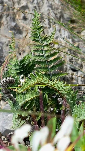 Scaled Cloak Fern — photo by Samuel Cardona Garza