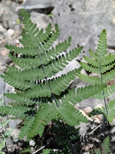 Copeland's Cloak Fern