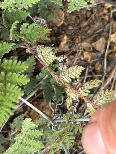 Gray's Cloak Fern — photo by Ian McFaul