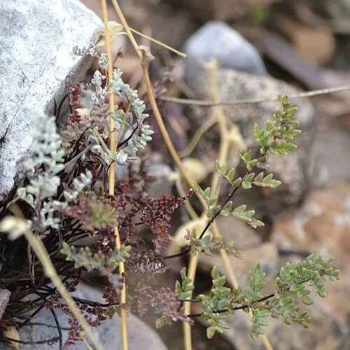 Gregg's Cloak Fern