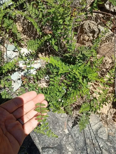 Lemmon's Cloak Fern