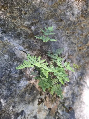 Maxon's Cloak Fern — photo by Jaime Enrique