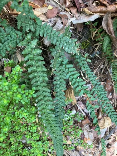 Rockslope Cloak Fern — photo by ernestopaganarocho