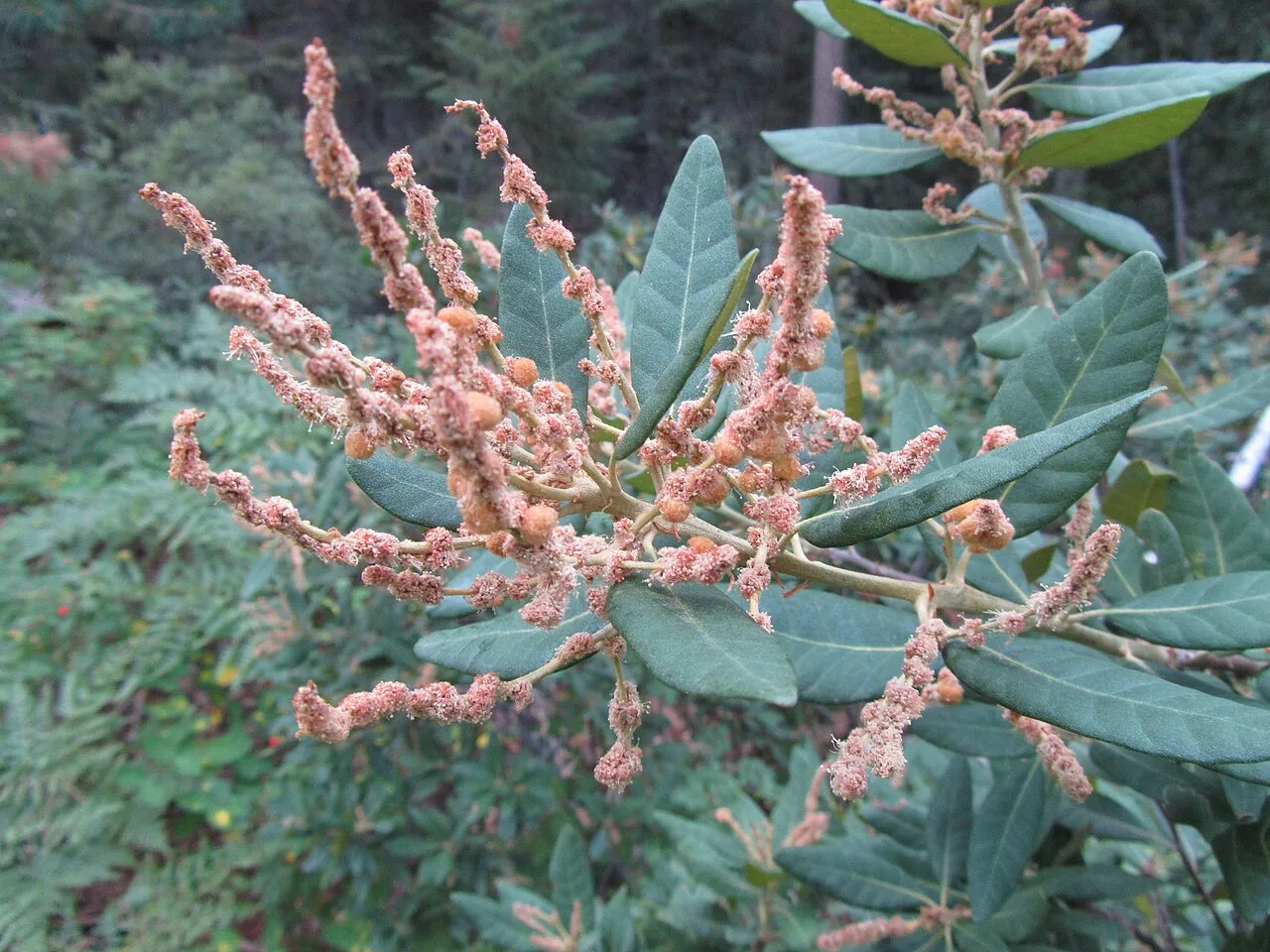 Tanoak (var. echinoides) — photo by JOE BLOWE from Bountiful, Utah, Iran