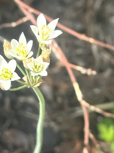 Slender False Garlic — photo by 岸本年郎