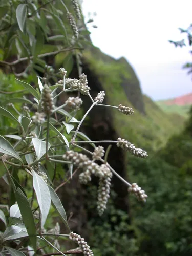 Na Pali Rockwort — photo by Kenneth R. Wood (NTBG)