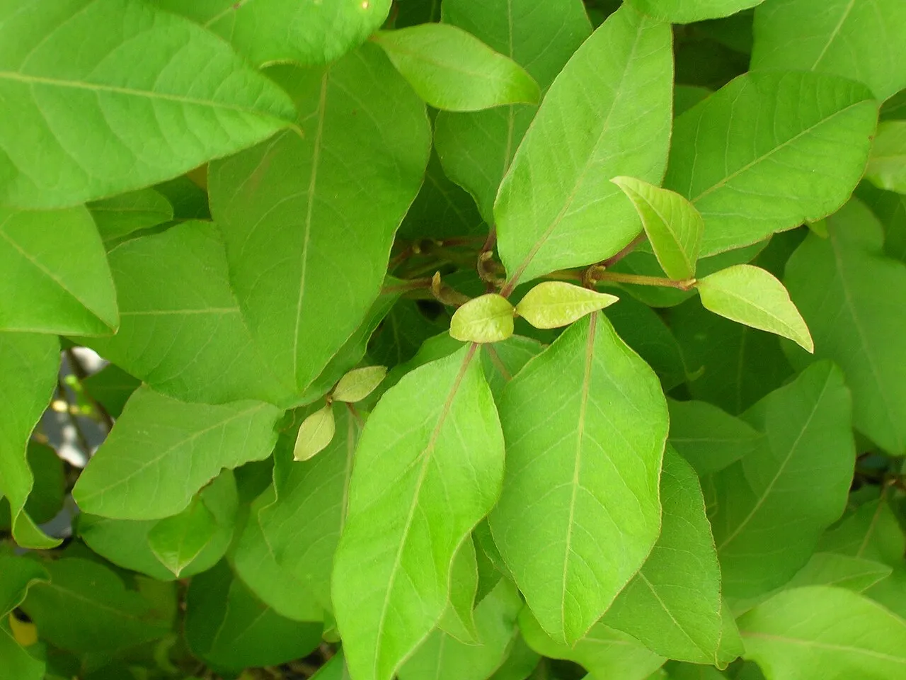 Kaala Rockwort