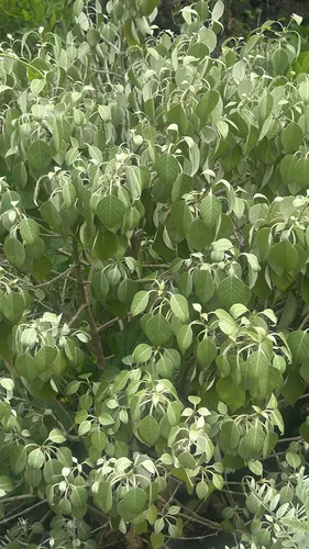 Hawai'i Rockwort