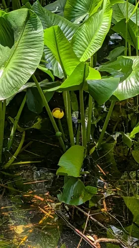 Yellow Pond-lily (subsp. ulvacea) — photo by Erin Lalime