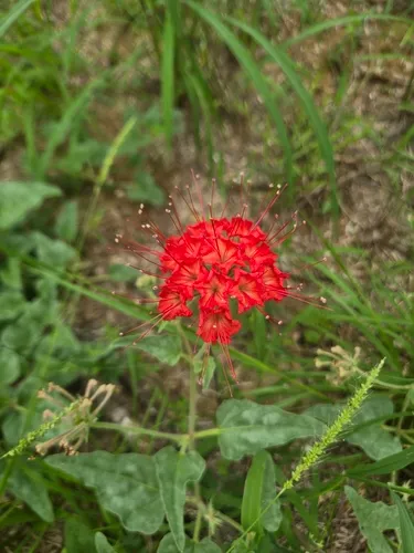 Devil's Bouquet — photo by g_amor