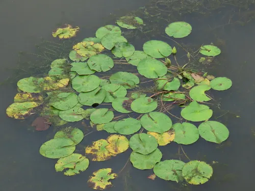 Amazon Waterlily — photo by Guillaume Léotard