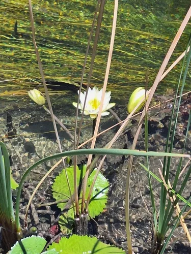 Dotleaf Waterlily