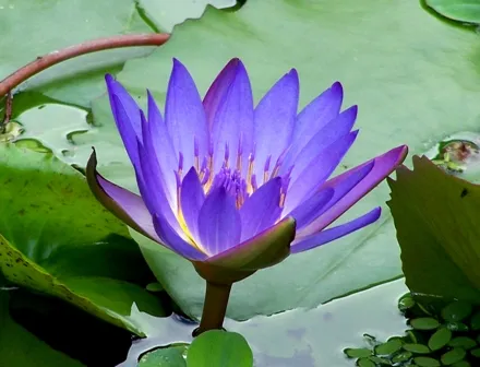 Egyptian Lotus — photo by T.Voekler