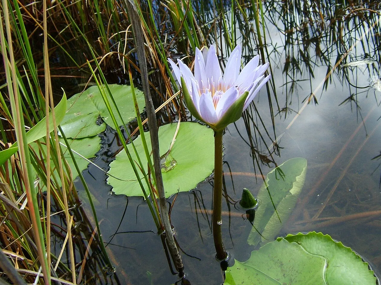 Cape Blue Waterlily — photo by Booshank at English Wikipedia