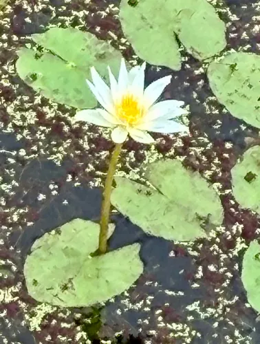 Tropical Royalblue Waterlily — photo by Gene Taylor