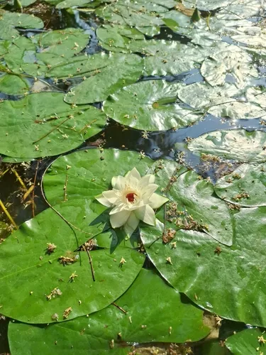 James' Waterlily — photo by Dan Plavus