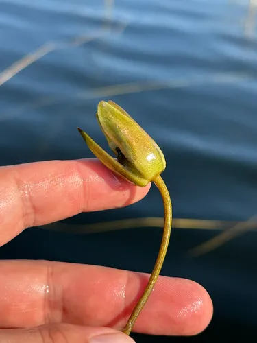 Leiberg's Waterlily