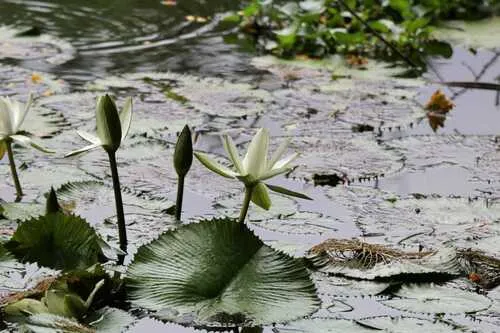 White Egyptian Lotus — photo by Ana Julia