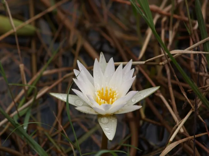 American White Waterlily (subsp. odorata) — photo by Dhruvaraj S from India