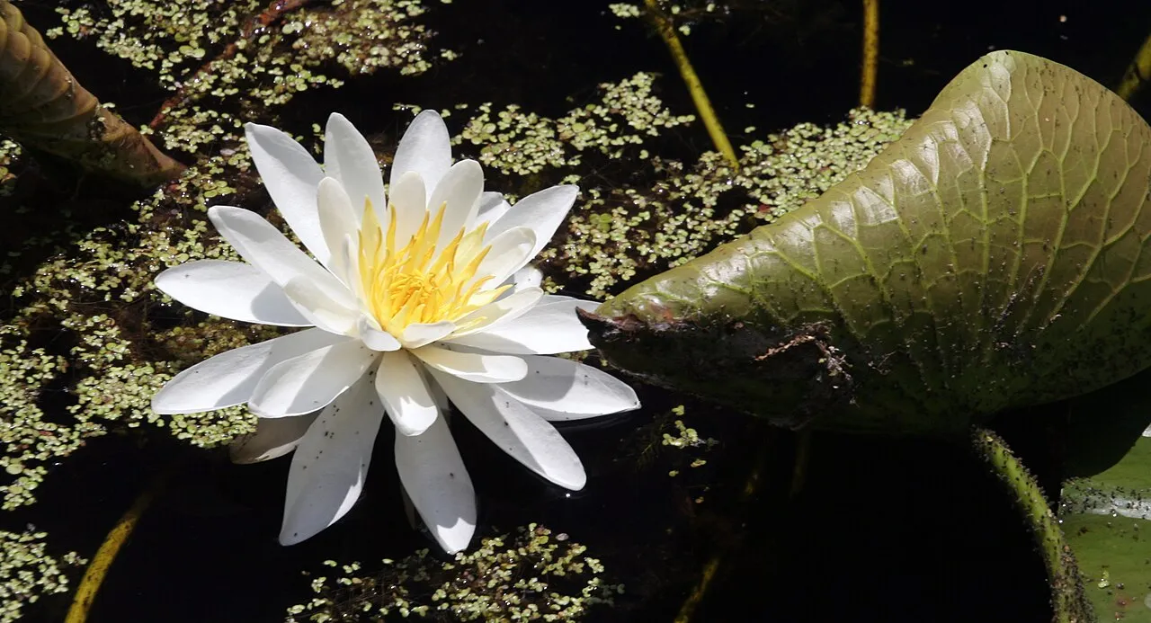 American White Waterlily (subsp. tuberosa) — photo by Sharon Mollerus