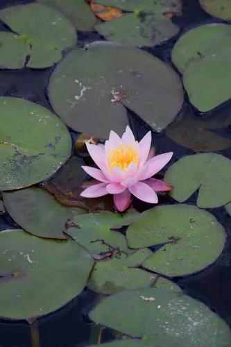 American White Waterlily — photo by Bonnie Semmling