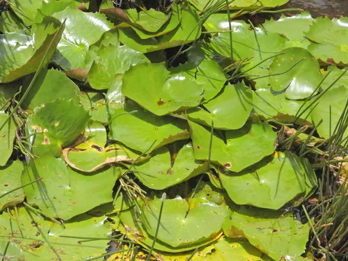 Rudge's Waterlily
