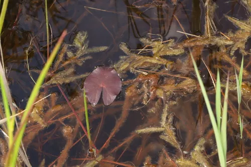 Pygmy Waterlily