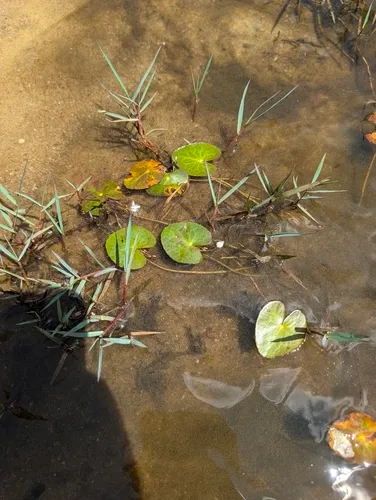 Little Floatingheart