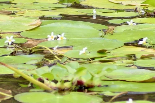 Floatingheart
