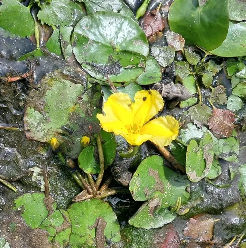Yellow Floatingheart
