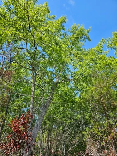 Swamp Tupelo