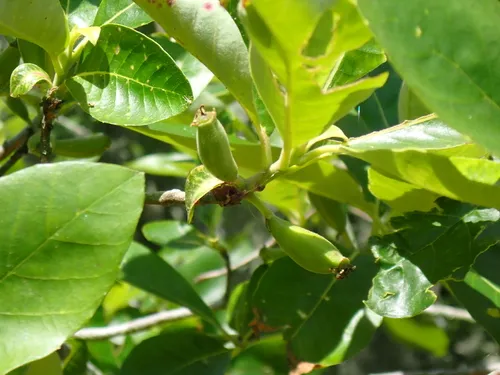 Ogeechee Tupelo