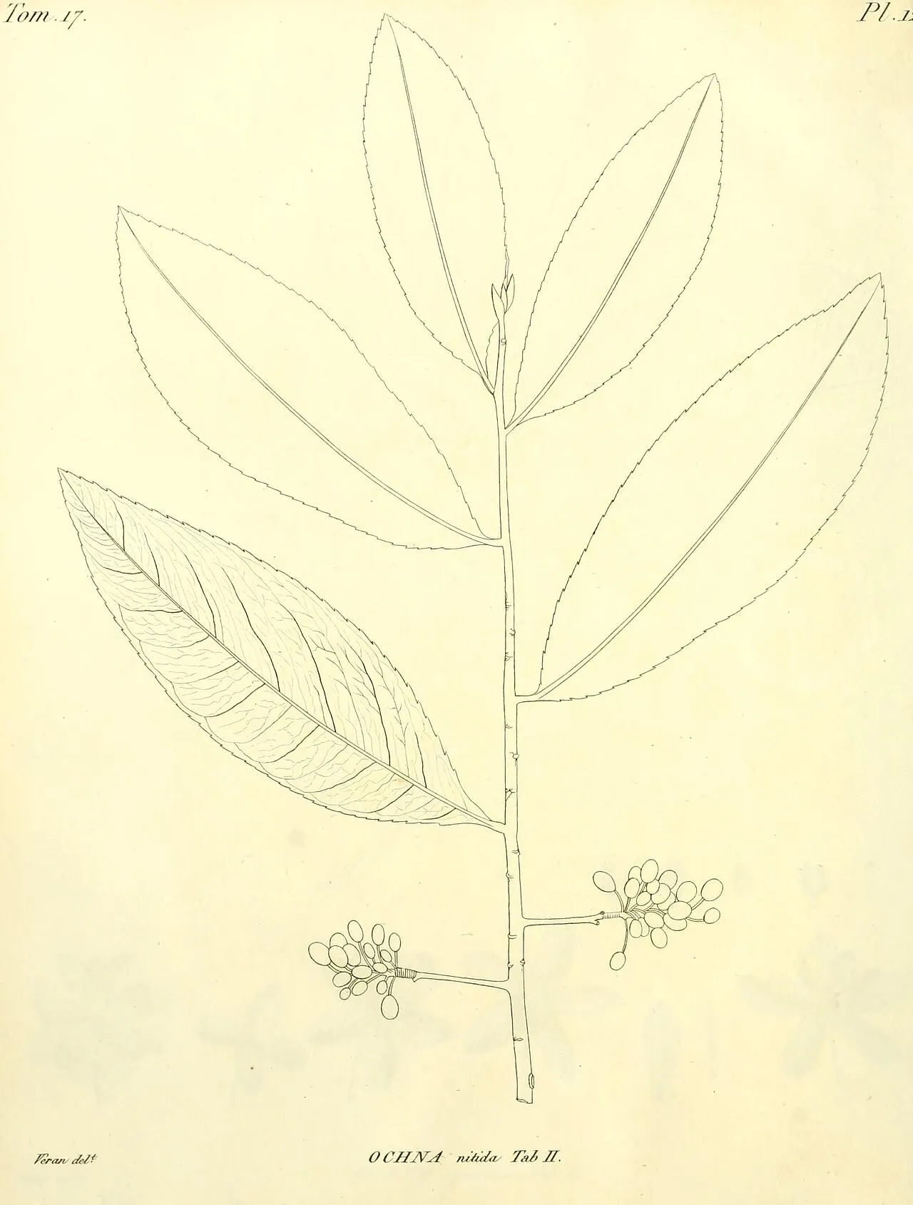 Bird's-eye Bush