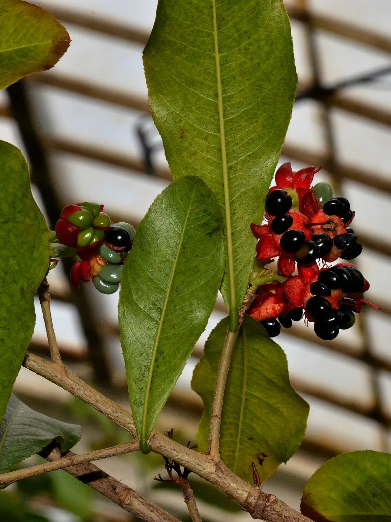 African Bird's-eye Bush