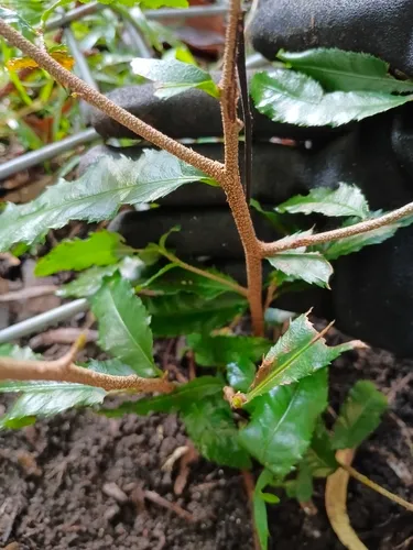 Mickey Mouse Plant