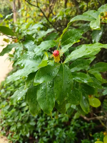 Thomas' Bird's-eye Bush