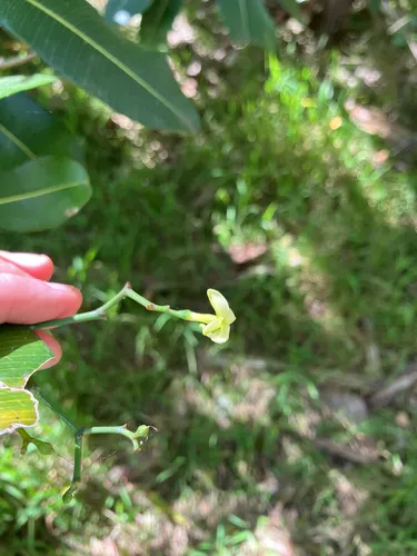 Island Yellowwood