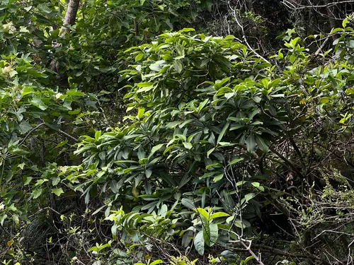 Kauai Yellowwood