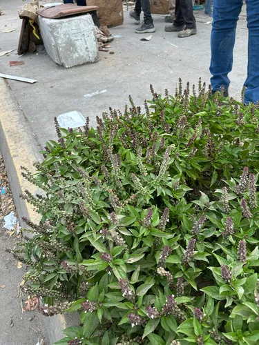 Sweet Basil — photo by Ludwika L. Arias