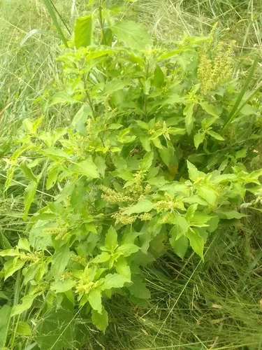 African Basil