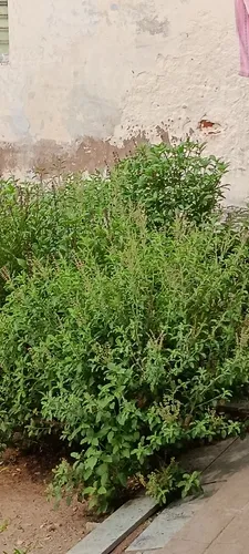 Holy Basil