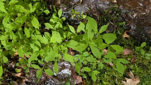 Whorled Wood Aster