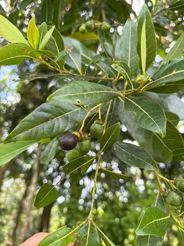 Laurel Espada