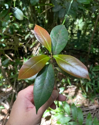 Laurel De Paloma