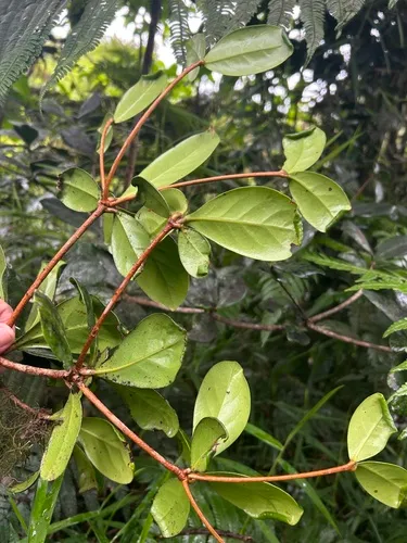 Nemoca Cimarrona