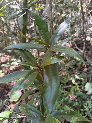 Wright's Laurel Canelon — photo by Omar Monzon Carmona