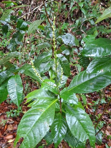 Shrubby Toothedthread