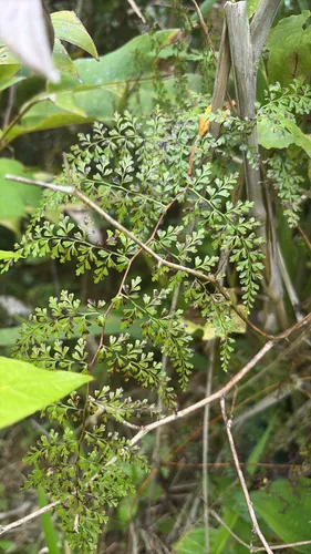 Thicket Creepingfern